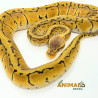 Píton-ball - (Python regius) A1157 - Lemon Blast (Pin Stripe Pastel)