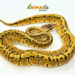 Píton-ball - (Python regius) A1157 - Lemon Blast (Pin Stripe Pastel)
