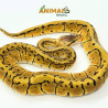 Píton-ball - (Python regius) A1157 - Lemon Blast (Pin Stripe Pastel)