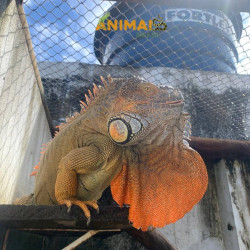 Iguana - Nordestina +  El Salvador