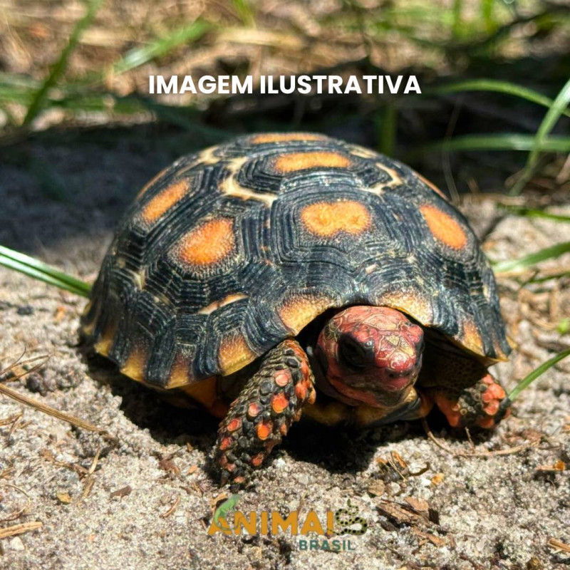Jabuti Piranga da Caatinga (Chelonoidis carbonaria)