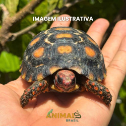 Jabuti Piranga da Caatinga (Chelonoidis carbonaria)