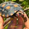 Jabuti Piranga da Caatinga (Chelonoidis carbonaria)