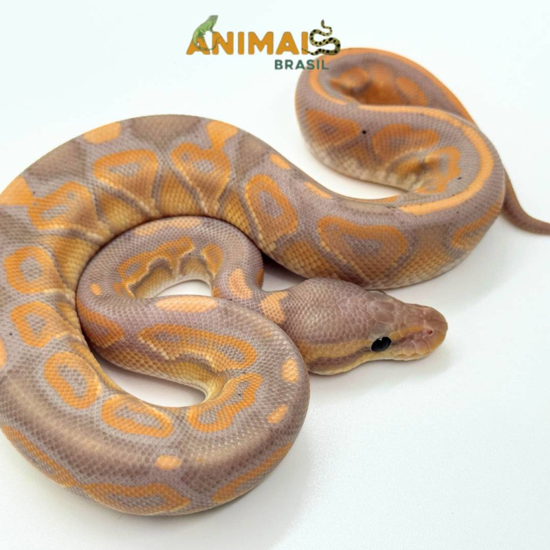 Píton bola (Python regius) A1279 - Banana Black Pastel