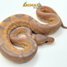 Píton bola (Python regius) A1279 - Banana Black Pastel