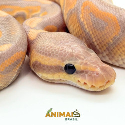Píton bola (Python regius) A1279 - Banana Black Pastel