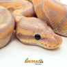 Píton bola (Python regius) A1279 - Banana Black Pastel