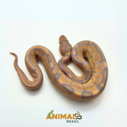 Píton bola (Python regius) A1279 - Banana Black Pastel
