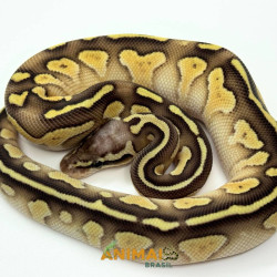 Píton bola (Python regius)...