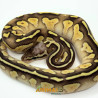 Píton bola (Python regius) - A1148 Lesser Pastel