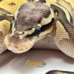 Píton bola (Python regius) - A1148 Lesser Pastel