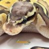 Píton bola (Python regius) - A1148 Lesser Pastel