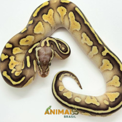 Píton bola (Python regius) - A1148 Lesser Pastel