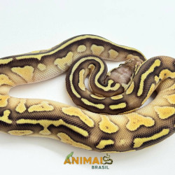 Píton bola (Python regius) - A1148 Lesser Pastel