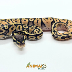 Píton bola (Python regius)...