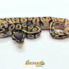 Píton bola (Python regius) - Super pastel A1210