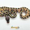 Píton bola (Python regius) - Super pastel A1210