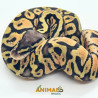Píton bola (Python regius) - Super pastel A1210