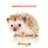 Ouriço Pigmeu (Hedgehog)