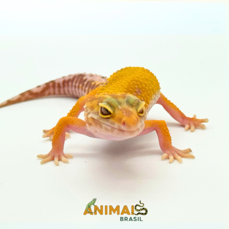 Gecko (Lagartixa Leopardo) EM188