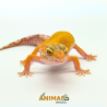 Gecko (Lagartixa Leopardo) EM188