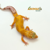 Gecko (Lagartixa Leopardo) EM188