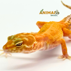 Gecko (Lagartixa Leopardo)...