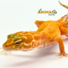 Gecko (Lagartixa Leopardo) EM224