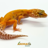 Gecko (Lagartixa Leopardo) EM224