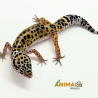 Gecko (Lagartixa Leopardo) EM260
