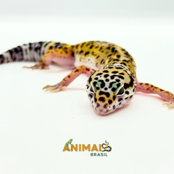 Gecko (Lagartixa Leopardo) EM260