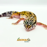 Gecko (Lagartixa Leopardo) EM260