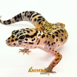 Gecko (Lagartixa Leopardo)...