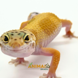 Gecko (Lagartixa Leopardo)...