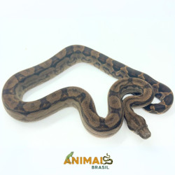Jiboia Bci (Boa constrictor imperator) A1028