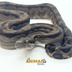 Jiboia Bci (Boa constrictor...