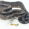 Jiboia Bci (Boa constrictor imperator) A1028
