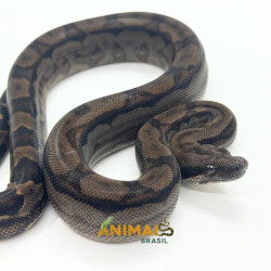 Jiboia Bci (Boa constrictor imperator) A1028