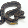 Jiboia Bci (Boa constrictor imperator) A1028