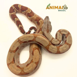 Jiboia Bci (Boa constrictor imperator) A1027 - Albino T+ Hipo
