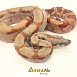 Jiboia Bci (Boa constrictor...