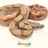 Jiboia Bci (Boa constrictor imperator) A1027 - Albino T+ Hipo