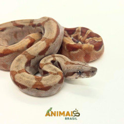 Jiboia Bci (Boa constrictor imperator) A1027 - Albino T+ Hipo