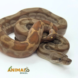 Jiboia Bci (Boa constrictor...
