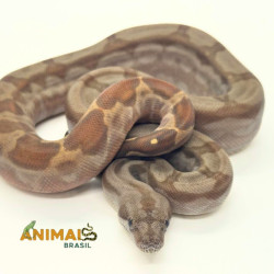 Jiboia Bci (Boa constrictor imperator) A1032 - Albino T+