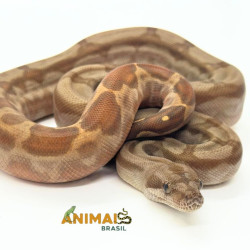 Jiboia Bci (Boa constrictor imperator) A1032 - Albino T+