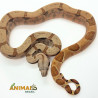 Jiboia Bci (Boa constrictor imperator) A1018 - Hipo Jungle Reduced