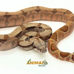 Jiboia Bci (Boa constrictor...