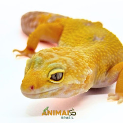 Gecko (Lagartixa Leopardo)...
