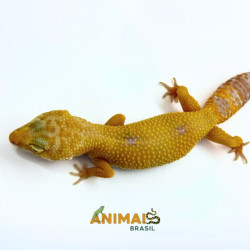 Gecko (Lagartixa Leopardo) EM085